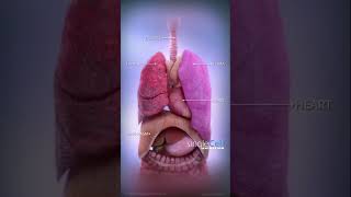 biology 3D Animation