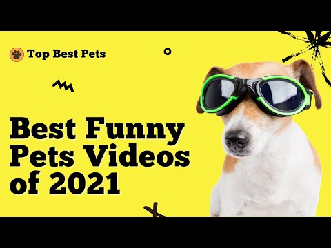 Top Funny Pet Videos In 2021 | Top Best Pets
