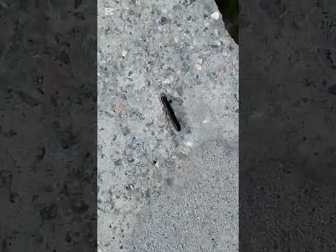 More than Thosand insects are running on footpath🐛🐛.Looking so nice 👌😊 #insects #subscribe #unfreez