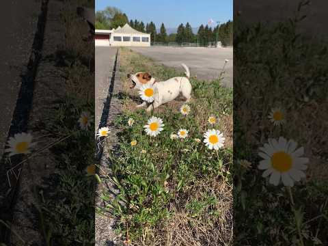 🔥Dog sound🔥||dog barking||#shorts #dogbarking #viralshorts #youtubeshorts #dog sound