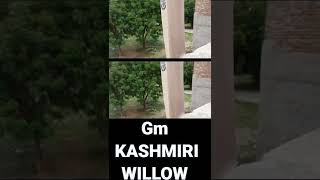 gm kashmir willow cricket bat | cricket bat weights | ipl bat #bat_ball
