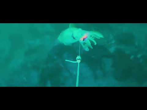 Waterwolf Caméra Underwater Sous-Marine pêche céphalopode Octopus poulpe