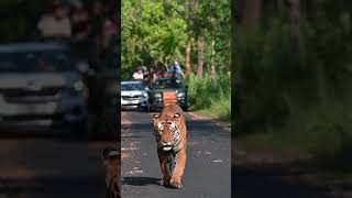 #capture #wildlifecaptures #tiger #perfectcapture