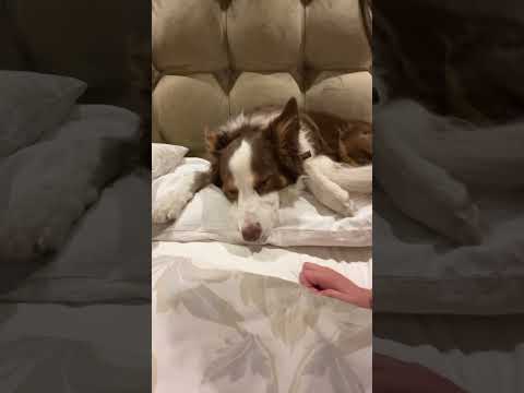 Love my dog