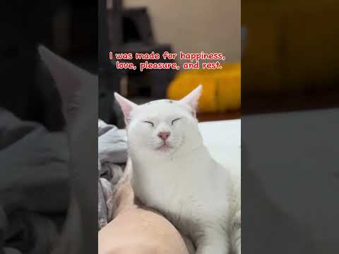 The thoughts of all the cats in the world 💬#catshorts #cat #kitten #paws #whitecat #cutecats #funny
