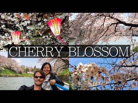 Japan Cherry Blossom: Everything you Need to Know | FULL Planning Guide
