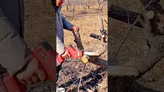 Cutting Tree Branches with a Portable Electric Chainsaw for Precise Trimming #shorts