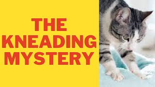 Why Do Cats Knead? Surprising Scientific Reasons Behind This Quirky BehaviorUser