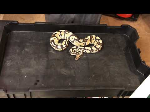 Ball Pythons LOCKED!!! & Future breeders!!