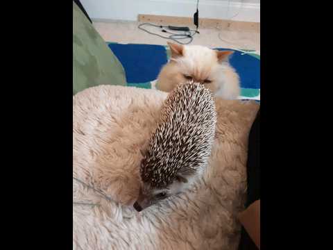 Hedgehog Moments part 34 #hedgehog #foryou #trending #shorts