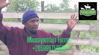 Simple and cheap Goats house in Malawi. with Mj Mwasiyambiri of Mwasiyambiri Farms