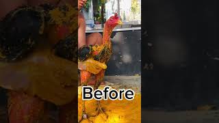 After 2.5 minutes #aseelhen #aseelmurga #chicken #roosterfarm #rooster #cheenaaseel #birds #ayam