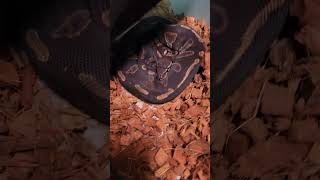 #ballpythons #ballpythonmorphs #snakebreeder #reptilelover #exoticpets #royalpython #beautiful