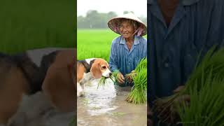 Unlikely Partners: Farmer and Beagle Planting Rice in the Rain | Real-Life Moment