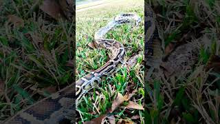 BURMESE Python Handling outside #reptiles #burmesepythons