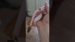 My New Baby Fire Pied Ball Python