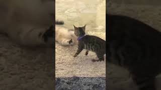 #ViralCatSong#CatMusicChallenge#CatShorts#TrendingPets#CatsViral2025#FunnyCatVideos#PetViralMusic#Ca