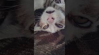 When you update your sleep software, #cat #cute #sleep #viral #short #kitten #funny #animals #kitty