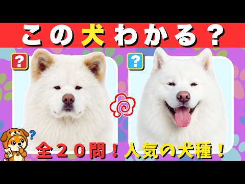 [Dog Quiz] Can you guess the name of this dog? 20 questions on popular dog breeds! Can you answer...