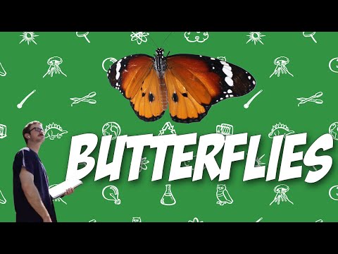 Butterflies