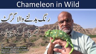 Chameleon And Ecosystem | Chameleon in Pakistan | Chameleon Rung Badalnay Wala Girgit 