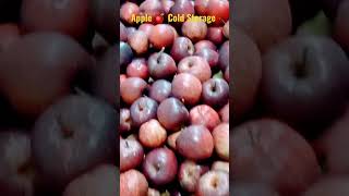 Apple 🍎 | Cold Storage | #apple #coldstorage #redapple #shorts #short #shortvideo