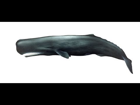 LAST OF the WHALE OIL