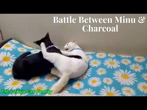Battle between Minu & Charcoal 😹😹😹
