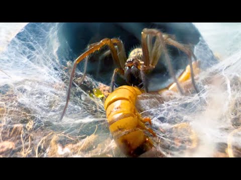 🌿 I BUILT A TERRARIUM FOR A GIGANTIC HOUSE SPIDER | TERRAQUAMAN
