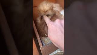 Funny Chicken Videos - Try Not To Laugh - Funny Chicken Shorts