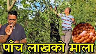 एकै बोटमा करोडको दाना फल्ने रुख,धनकुटामा व्यावसायिक बुद्धचित्त खेती village farmers 