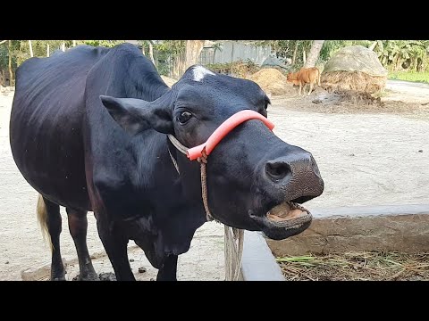 9 Cow Mooing - Whose Voice Is Good | Cow Sound, Cow Hamba Hamba At Rosulpur