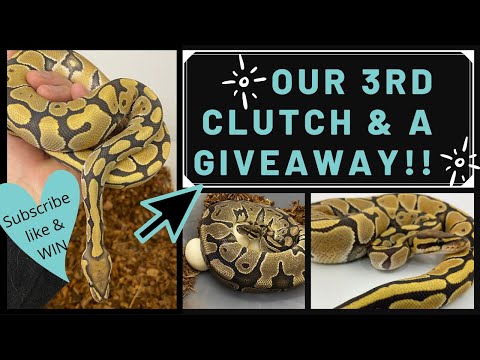 Ball Python Giveaway and clutch #3