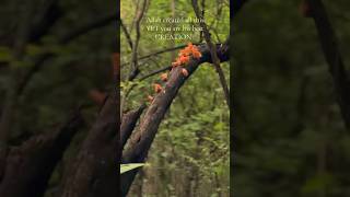 #peacefulmusic #nature #forest