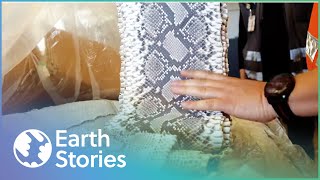 Exposing The Toxic and Dangerous Python Leather Industry | The Python Code