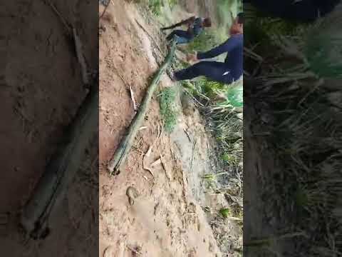 តោះបងប្អូនចាប់ត្រី