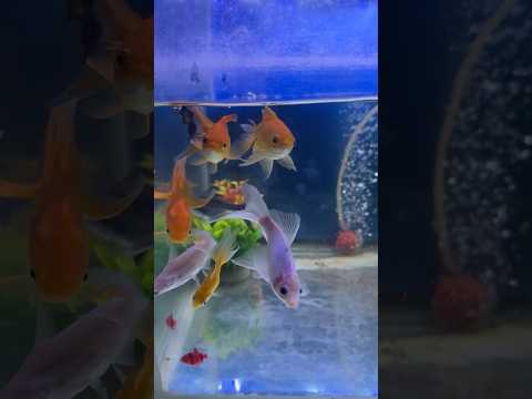 Best aquarium fishes🔥🔥🔥 #fishes #aquarius #aquarium #viralreels