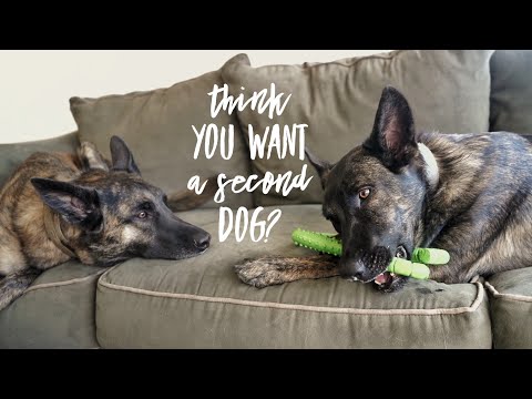 Pros and Cons of Getting a Second Dog.