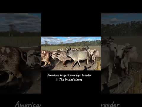 Gyr Cattle in the United States #farm #farming #cattlefarm #gyrcattle #gircattle #desicows