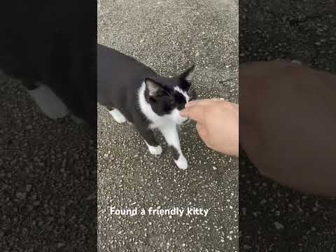 I found a friendly Kitty, small miracles.
