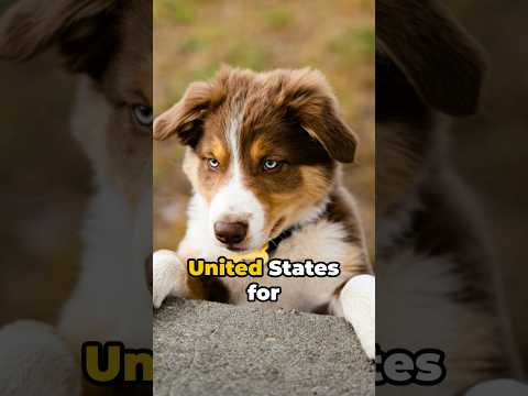 Australian Shepherd History #shorts  #australianshepherd