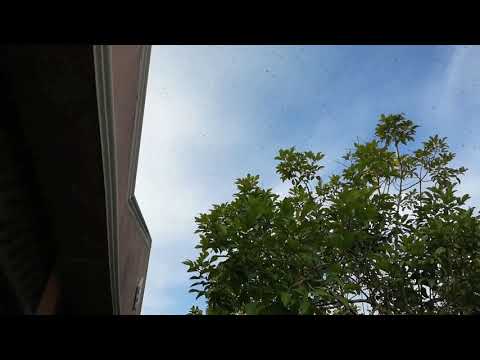 Strange Nature: Cloud Of Hornets (Sept 2017) Pt.1