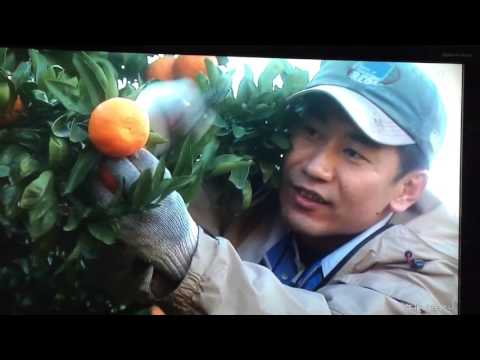 Uターンで起業 みかん農家の挑戦 :  南海放送（日本テレビ系列） ふるさと創生ニュース年間大賞発表で８位入賞 ミヤモトオレンジガーデン