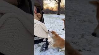The little puppy provoked the human cub, and was picked up by the "parent" in a second! 😂