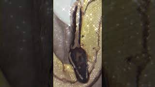 💛✨#piedballpython (reposted & edited vid)#snake #viral #shorts #foryou #reptiles #animals #fypシ