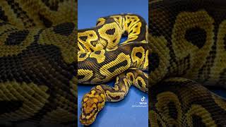 Boom ! #ballpythons#ballpythonsofinstagram #ballpythonmorphs#ballpythonsofig #ballpythonbreeder #pet