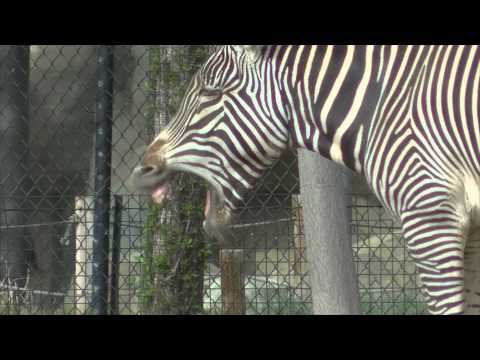 Zebra and Somali Wild Donkey Make Funny Faces
