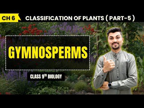 Gymnosperms – Seed without Fruit | Class 9 Biology