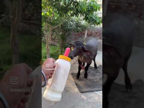 Haryana #facebook #automobile #haryanviculture #instagram #farming #haryanvimusic #tiktok #funny