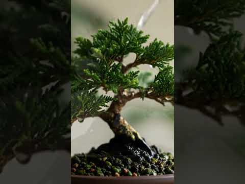 How to care bonsai tree! #bonsai #bonsaitree #bonsaicare #trendingshorts #viralshorts